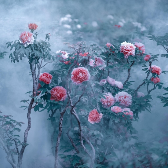 （菏澤市曹州牡丹園。圖片來源：郝傳云《百年芳華》）